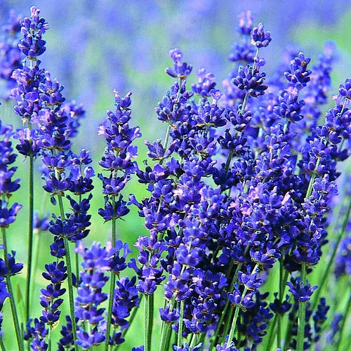 Hidcote Blue Lavender Seeds